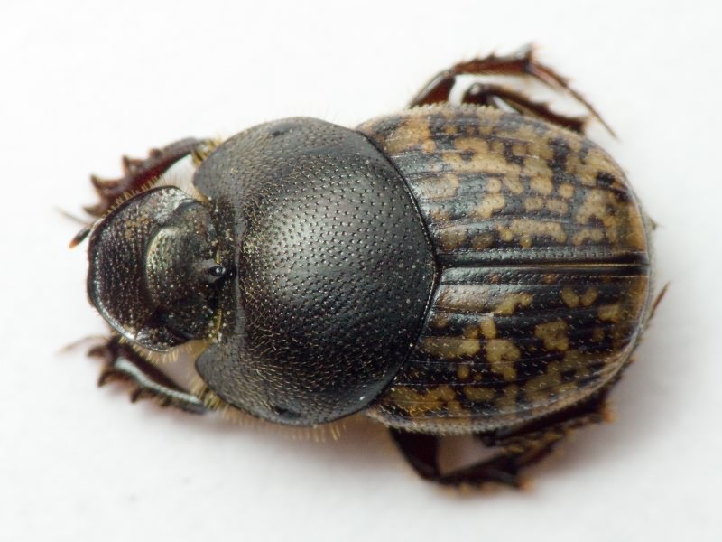 Scarabaeidae Latreille, 1802